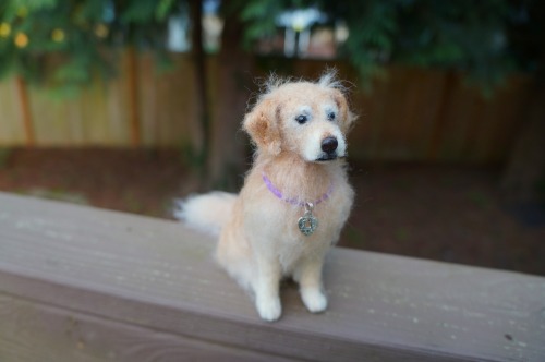 A needle felted golden Retriever based on the pet photo (the corner of the first photo).  About