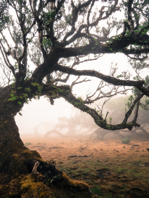 Madeira by joaquinportela