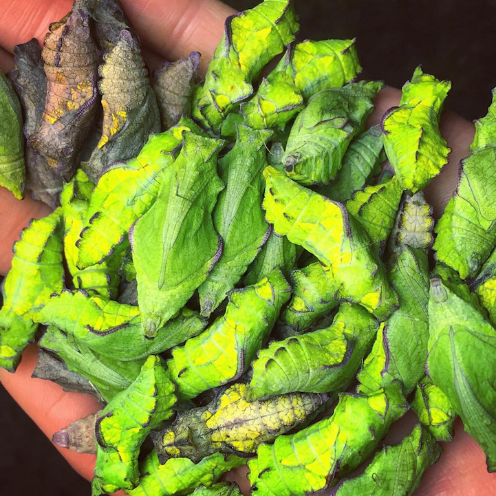 mymodernmet:  Biologist Single-Handedly Repopulates a Rare Species of Butterfly in