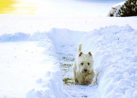 Cute little Westies frolicking in the snow!  Nothing cuter.