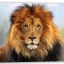 turk-lion