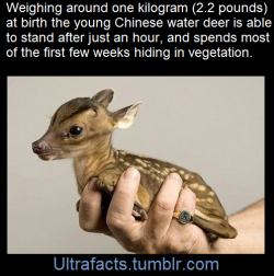 ultrafacts:     It is the only species of