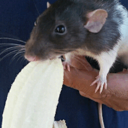 ratpotatoes:Banana time!
