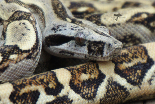 crispysnakes:Dragonwell - Russo Yellow line Long tail boa (Boa c. longicauda)