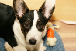 corgiaddict:  dgimpstess:  Playing with a new to me lens and flash…the girl pups. Kate said “no thanks; I be naked.”  Pretty babies!!