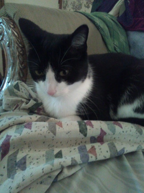rossramblings:@mostlycatsmostly This is our cat Ruby.  She’s been missing a little over a month, and