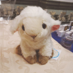 dollytentacles:  The cutest musical box plush lamb ive seen!!! (the little winding key is on its furry rump, hehe) 