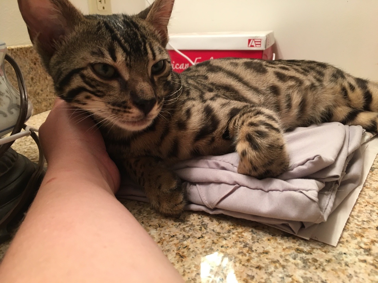 theshadowytiger:  The new kitten! Human is leaning towards calling him Baybu! What
