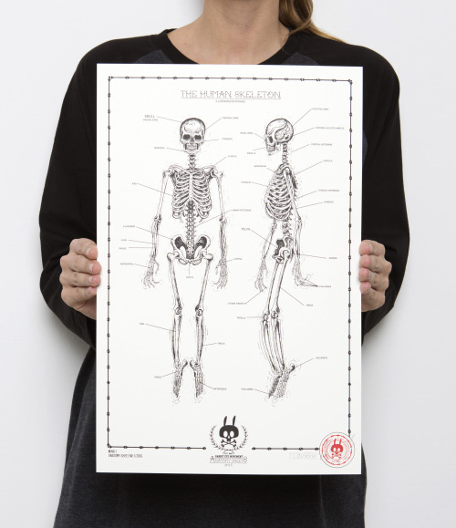 OUT NOW!!THE HUMAN SKELETON - ANATOMY SHEET NO 11-color Screen Print on 300 g/m² Munken Pure Pa