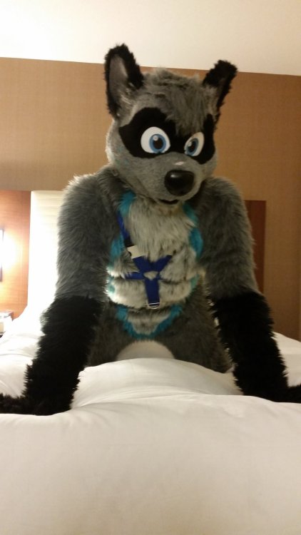 fursuitpursuits:RT @NightCoon: Hey! Let’s play~! *wags* t.co/BqbMjxJO8P (Source)RT @NightCoo