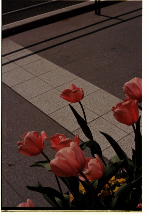ellanmwebb2: Photographs from my residency in Japan, Itoshima - ShiElla Webb