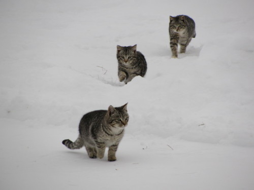 Farm Cat Brothers - Grimm, Eeyore, and Calvin. via Aiden Plews)