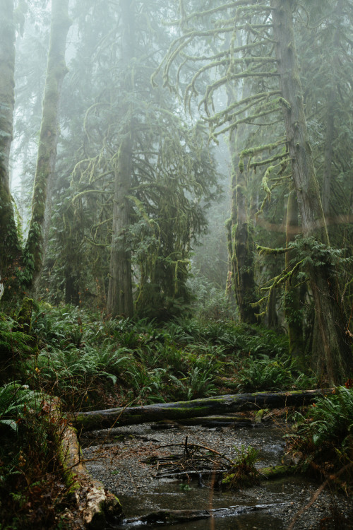 Foggy Woods