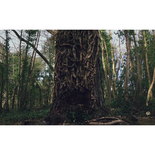 Ancient twisting vines on a lone tree at the edge of a flooded forest. Winter in Ireland is a harsh 