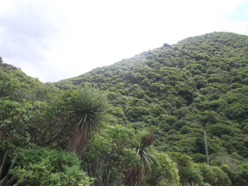 papaya-sea:  oh so tropical ;) kaikoura  ~