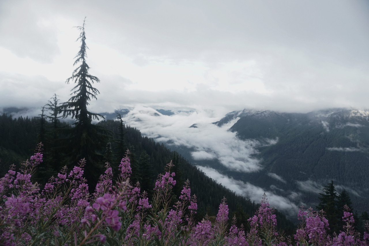90377:  flowers in the mountains by Sam N instagram.com/snofzig   
