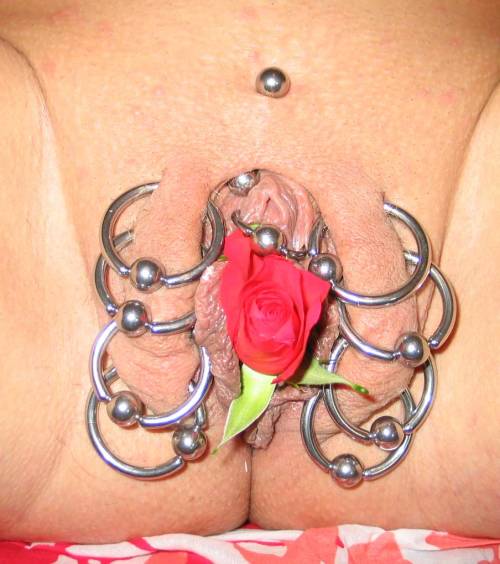 Sex pussymodsgalore  Eight outer labia piercings pictures