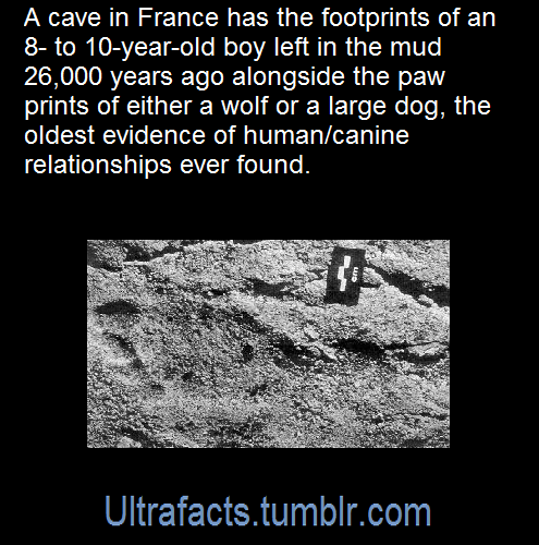 tyrannosaurus-trainwreck:copperbadge:ultrafacts:Source [x]Click HERE for more factsI just wrote an e