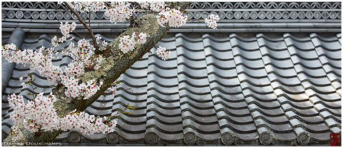 Cherry-blossoms in Josho-ji temple, Kyoto, Japan by Damien Douxchamps https://flic.kr/p/2iQqT8t