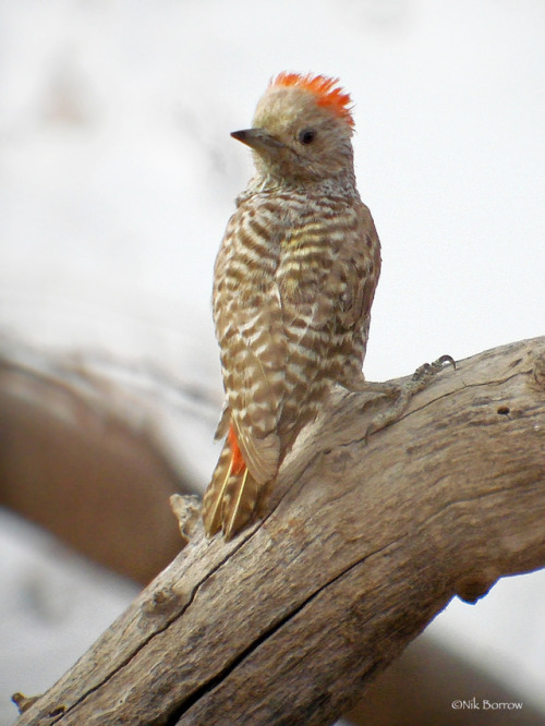 hello-birdies: Dendropicos elachus by Nik Borrow