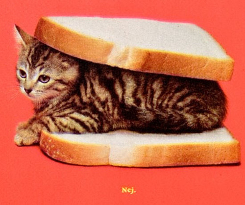 Cat Area