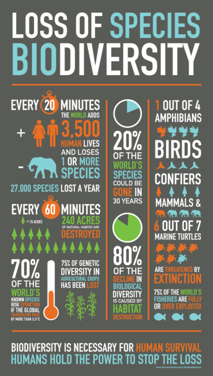 ecogreenlove:Loss of Species Biodiversity [Infographic] – ecogreenlove→ https://ecogreenlove.com/?p=