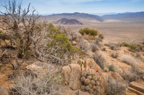 Joshua Tree National ParkWe backpacked during sunset and found a lovely spot to set-up camp. The fol