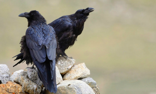 Common Raven (Corvus corax) &gt;&gt;by Prashant Srivastava