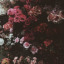 myblogthinghaha