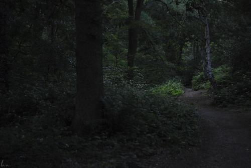 buron: Foxglove Forest (xv)©sydburon - July ‘15