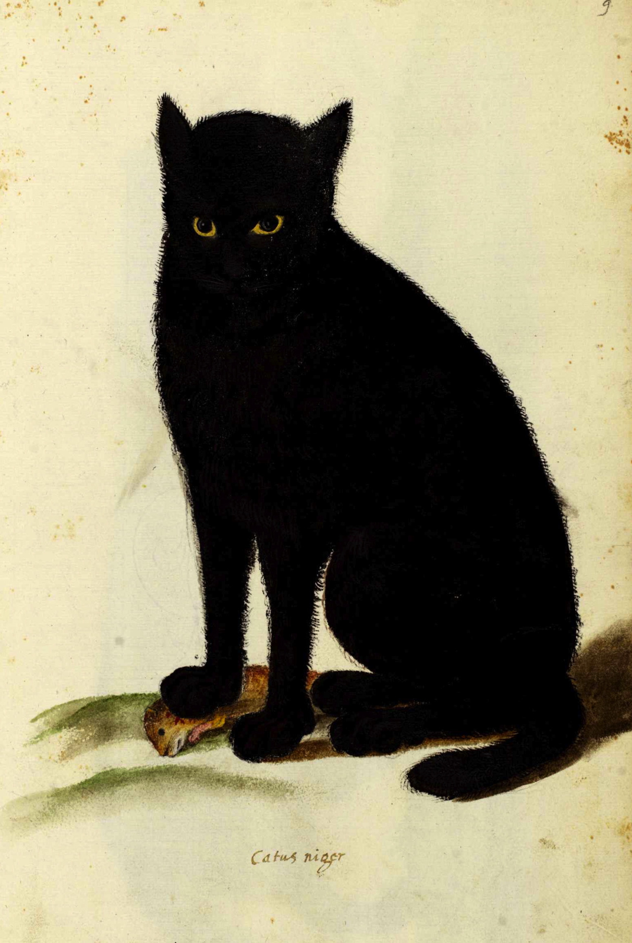 cactus-punk:  Ulisse Aldrovandi (1522-1605)