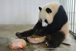 giantpandaphotos:  Lin Ping celebrates Tai Shan’s ninth birthday at Dujiangyan in Sichuan, China, on July 9, 2014. Tai Shan and ALL of the pandas at Dujiangyan receive special “birthday cakes” to celebrate his special day! © Annette Yuen / Pandas