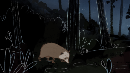 Screenshots from my 3rd year film, Raccoon and the Light.Watch it here