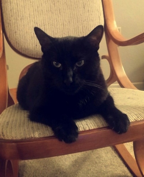 I heard it’s black cat appreciation day, so here’s my baby Graham!(submitted by @superga
