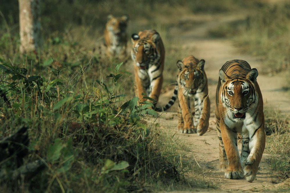 anythingfeline:
“Tiger Parade by saravanan sundaram
”