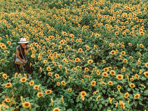 Sunflower smiles.By @arch