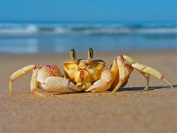 cool-ghoul:  derogatoryescapist:  coolthingoftheday:  Because crabs are cute.  ornerycrab  “0,,0” 