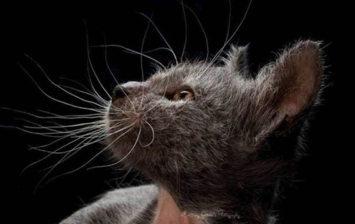 zooophagous: ainawgsd: Lykoi The Lykoi, also called the Werewolf cat, is a natural mutation from a d