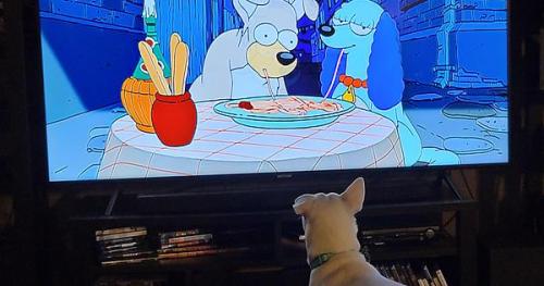 Tofu is obsessed with dogs on TV. Even when they are cartoons.