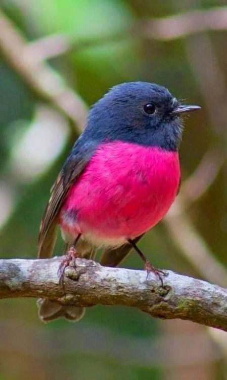 earthlynation:Pink Robin. Source