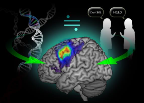 neurosciencestuff: Genes and the Environment Equally Affect Language-related Brain ActivityOsaka Uni