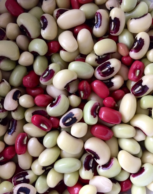 rachelzedd:Cowpeas!We’ve now had three small harvests of young cowpeas so far! We’re growing two var