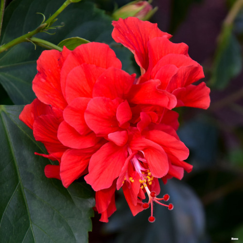 Orange and red hibiscus in Florida