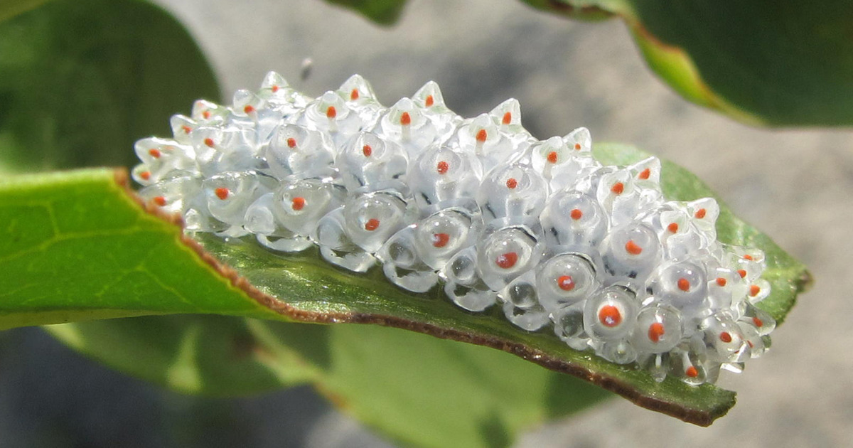 Dalceridae