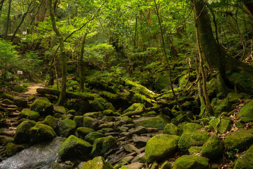 Porn 90377:    Shiratani Unsuikyo（白谷雲水峡）by photos