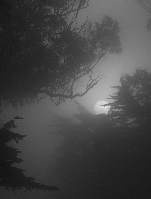 axreasonxtoxscreamx:  ☯ CREEP IT REAL ☮