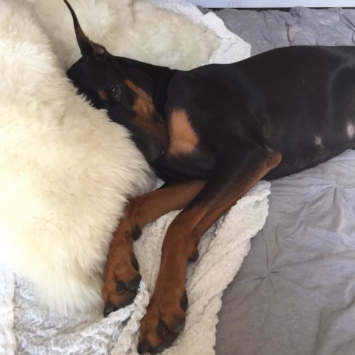 Sex Daddy the Doberman  #nationaldogday #loveofmylife pictures