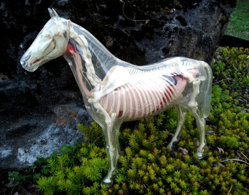 misterlemonzafterlife:  shadyufo:1960s Visible Horse model I scored recently! It’s in need of a few repairs but it’s a gorgeous old model!   ttps://MisterLemonzAfterlife.tumblr.com/archive  