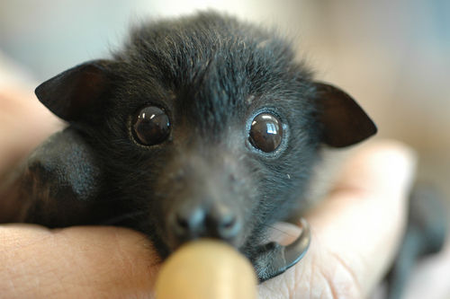 gothic-culture:  Bats are the second-most speciose group of mammals, after rodents. The