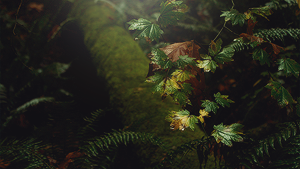 lavellanpls:da:i + aesthetics // ellana lavellan [oc]“She wears strength and darkness equally well, 